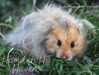 RC- Golden Umbrous Longhaired